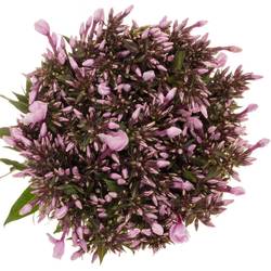 Phlox rosa Brave Eyes 50cm