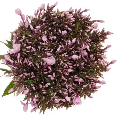 Phlox rosa Brave Eyes 50cm