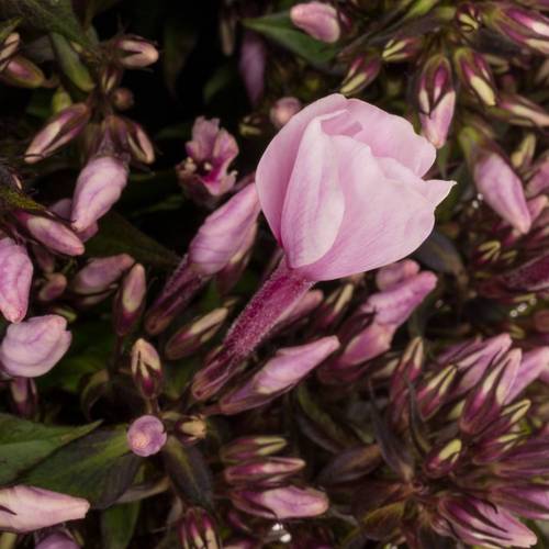 Phlox rosa Brave Eyes 50cm