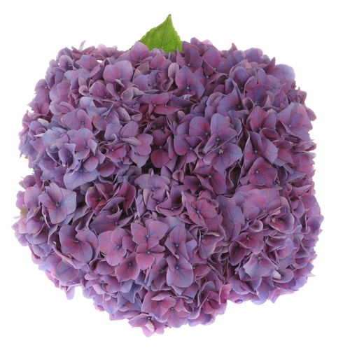 Hortensie lila Rodeo Bol 16cm 60cm