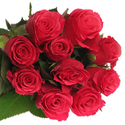 Rose fuchsia Tacazzi 60cm