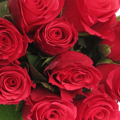 Rose fuchsia Tacazzi 60cm