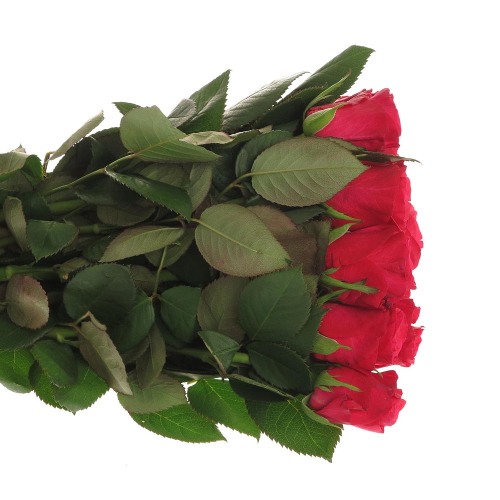 Rose fuchsia Tacazzi 60cm