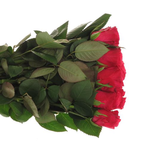 Rose fuchsia Tacazzi 60cm