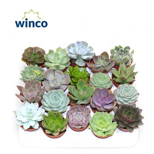 Echeveria Mix T05,5 H010