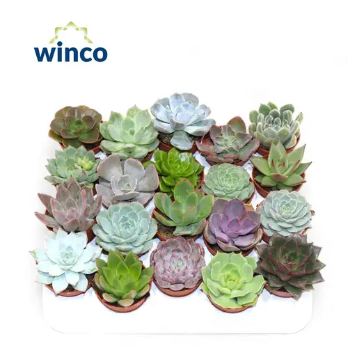 Echeveria Mix T05,5 H010