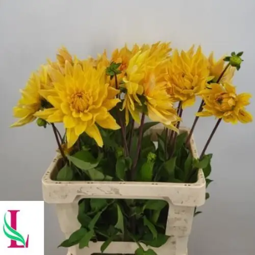 Dahlia gelb Vulkan 60cm