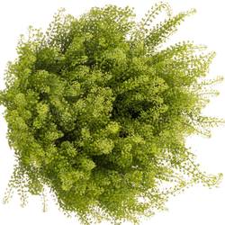 Thlaspi grün Green Bell 45 Gramm 80cm