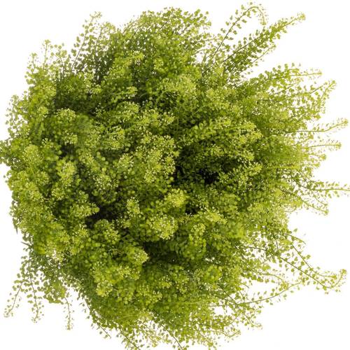 Thlaspi grün Green Bell 45 Gramm 80cm