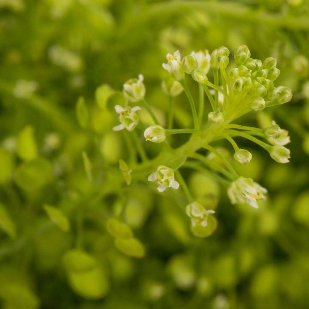 Thlaspi grün Green Bell 45 Gramm 80cm