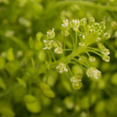 Thlaspi grün Green Bell 45 Gramm 80cm