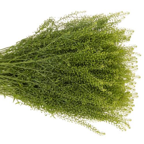 Thlaspi grün Green Bell 45 Gramm 80cm