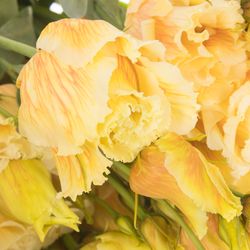 Lisianthus orange Dutch gefärbt 5+Blüte 70cm