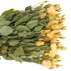 Lisianthus orange Dutch gefärbt 5+Blüte 70cm
