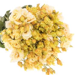 Lisianthus orange Dutch gefärbt 5+Blüte 70cm