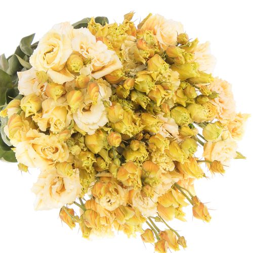 Lisianthus orange Dutch gefärbt 5+Blüte 70cm