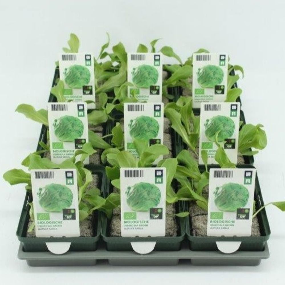 Bio Eisbergsalat H05 grün (9x6 pfl.)