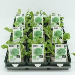 Bio Eisbergsalat H05 grün (9x6 pfl.)