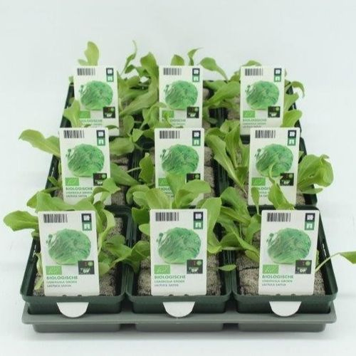 Bio Eisbergsalat H05 grün (9x6 pfl.)