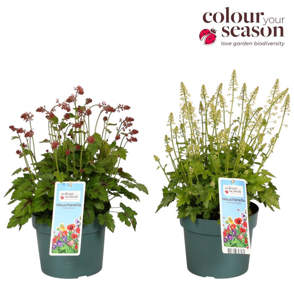 Heucherella rosa/weiss Revolution T19 H050