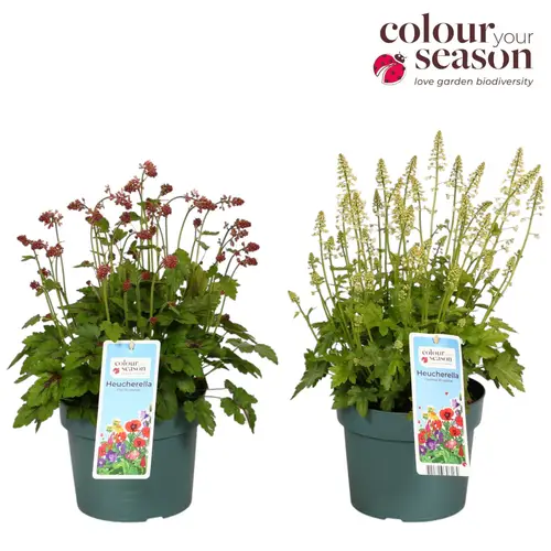 Heucherella rosa/weiss Revolution T19 H050