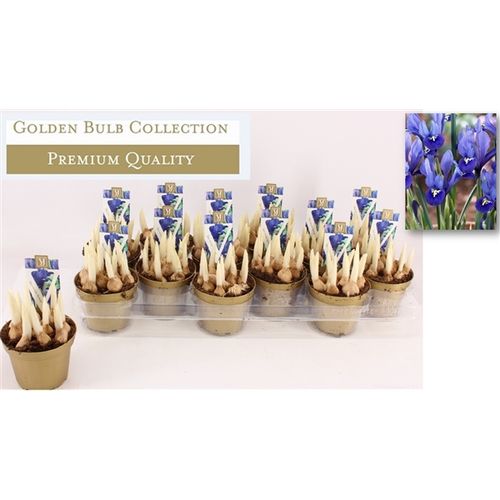 Iris Harmon blau T10 H13