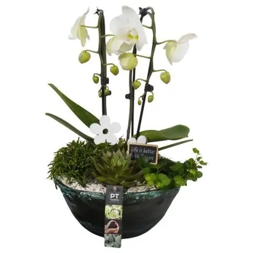 Phal.Arr PTIG1540 T26 H052