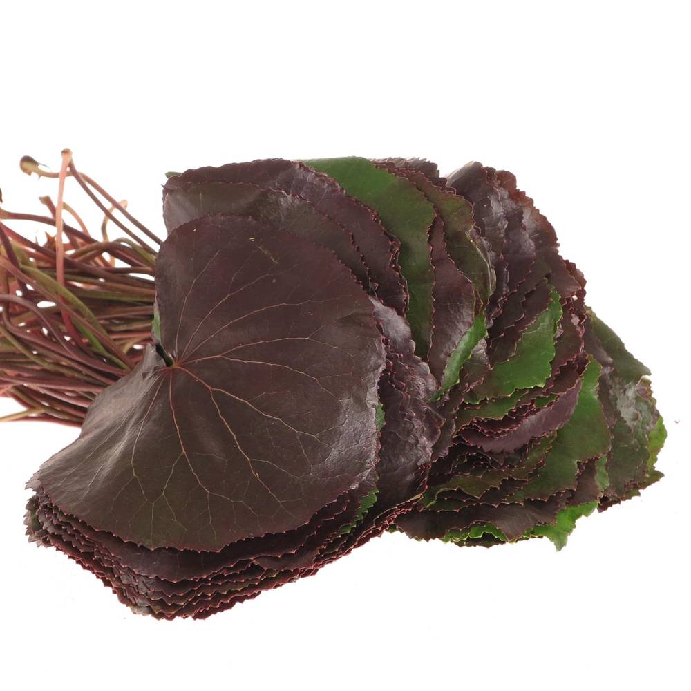 Galaxi Blatt rot/grün gross Stiele 20cm