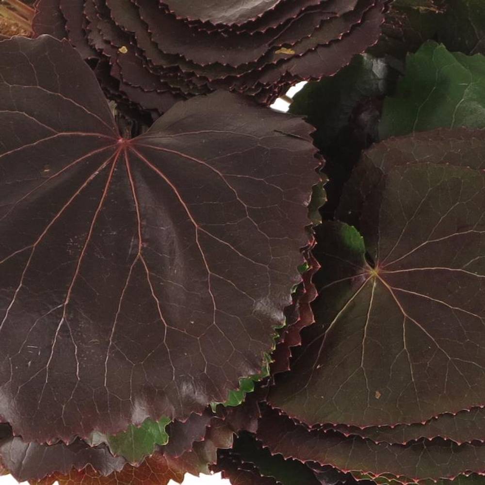 Galaxi Blatt rot/grün gross Stiele 20cm