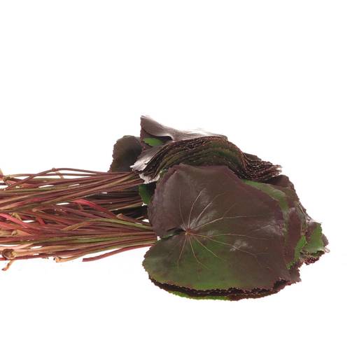 Galaxi Blatt rot/grün gross Stiele 20cm