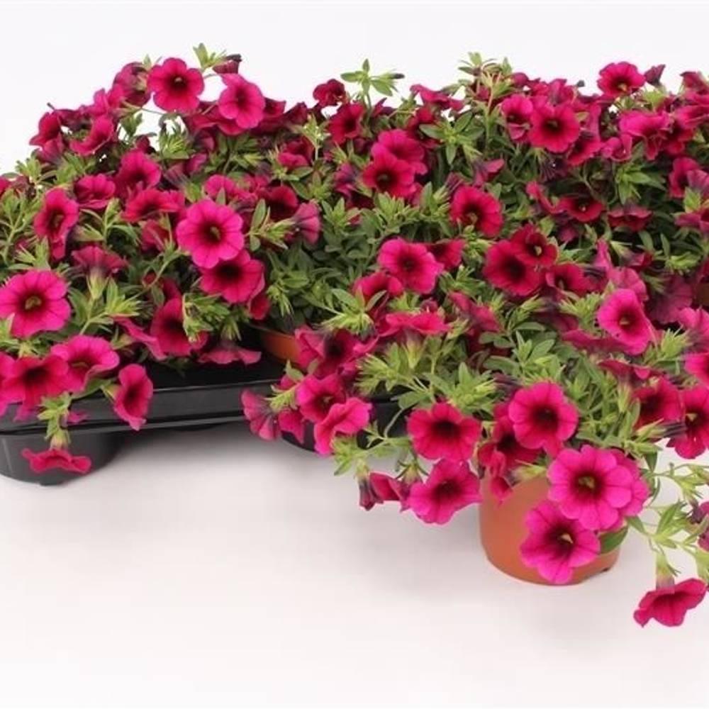 Calibrachoa Minifamous Purple T13 H015
