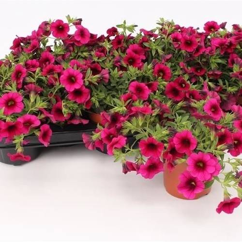 Calibrachoa Minifamous Purple T13 H015