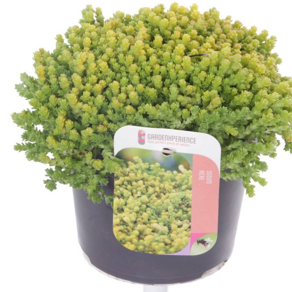 Sedum Acre T17 H020