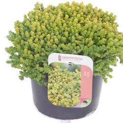 Sedum Acre T17 H020