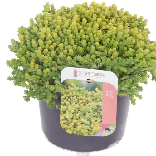 Sedum Acre T17 H020
