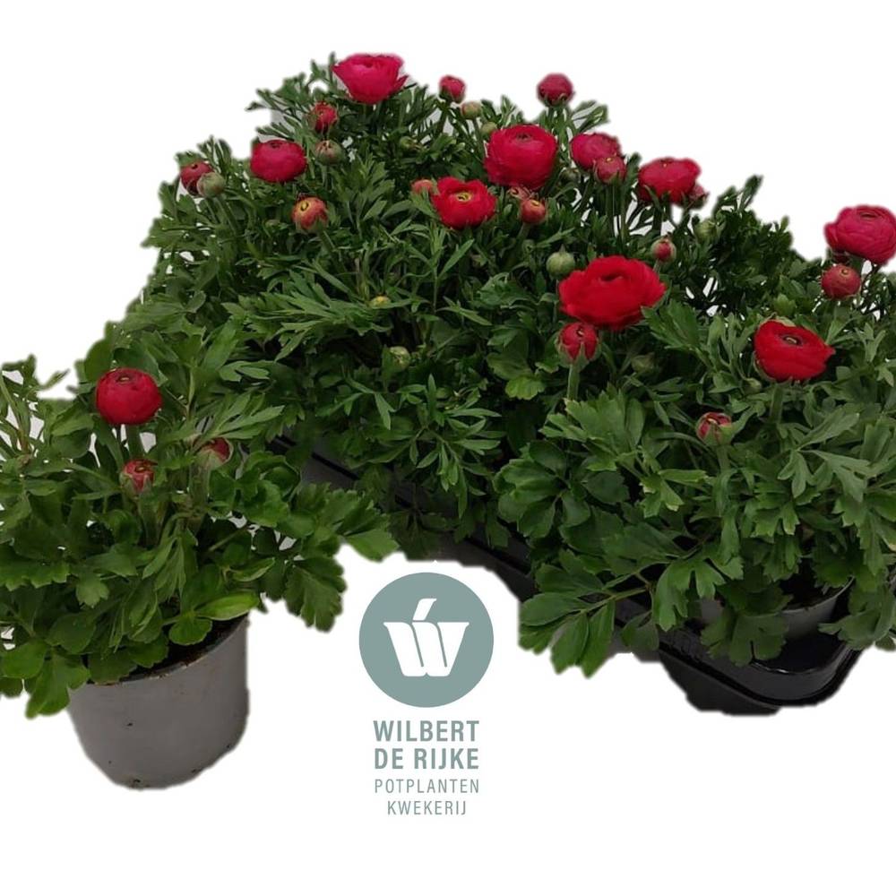 Ranunkel rot T12 H022
