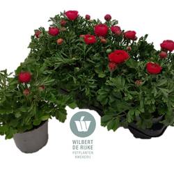 Ranunkel rot T12 H022