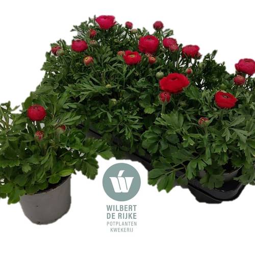 Ranunkel rot T12 H022