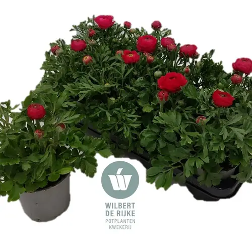 Ranunkel rot T12 H022