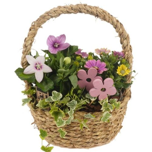 Garten Arr3806 T27 H35