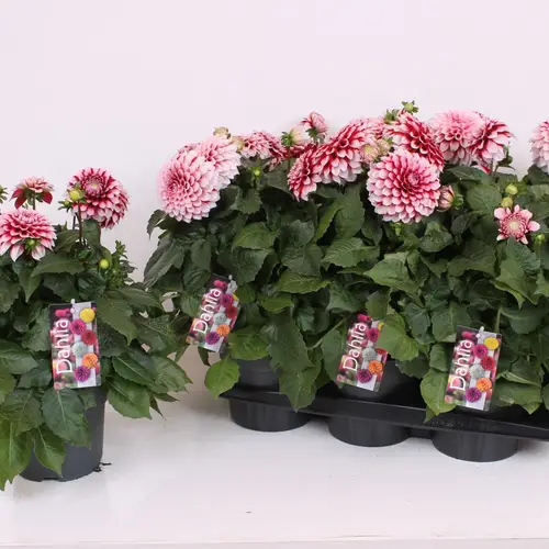 Dahlia rot weiss T17 H040