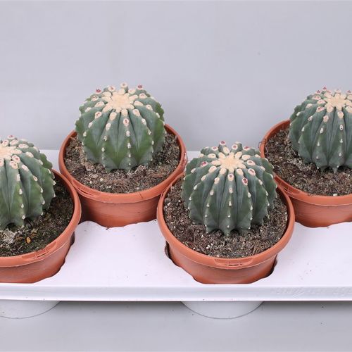Ferocactus Glau.T17 H30 Inermis