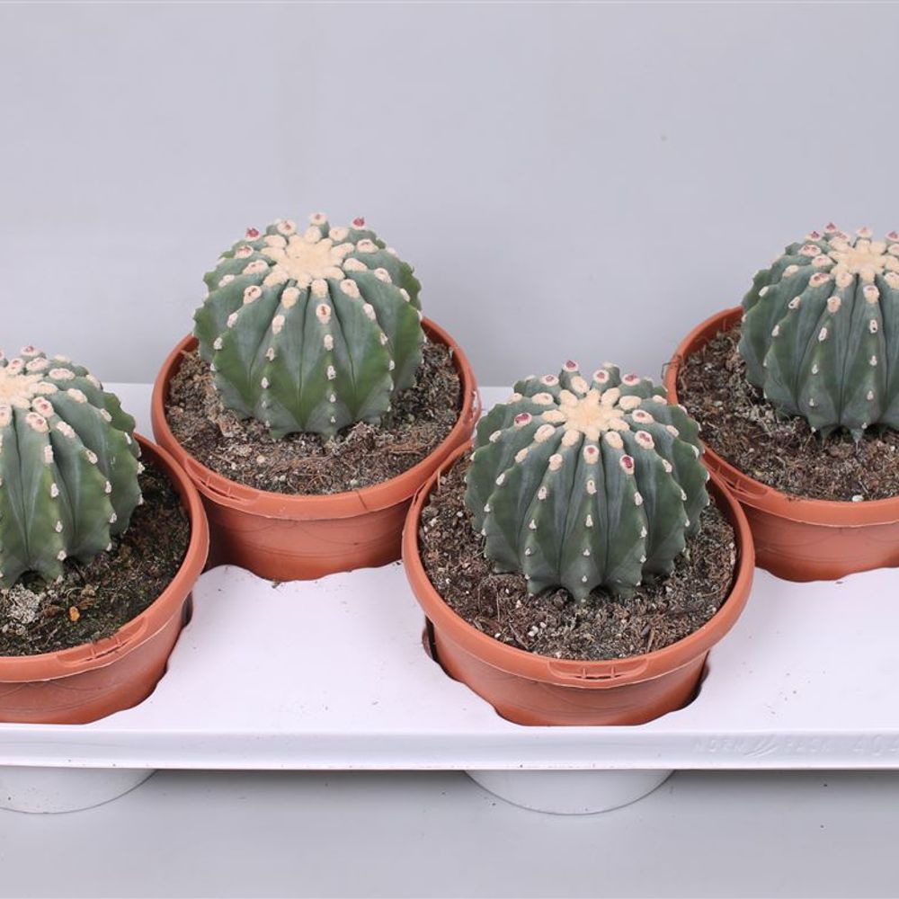 Ferocactus Glau.T17 H30 Inermis