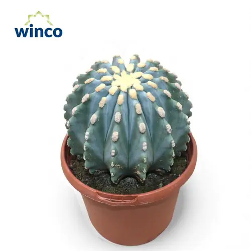Ferocactus Glaucescends Inermis T17 H030