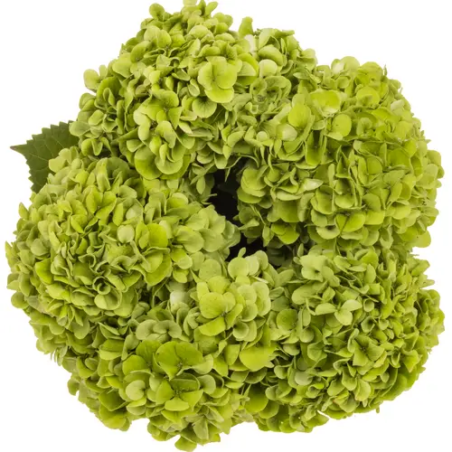 Hortensie grün Ivoor classic Bol 18cm 60cm