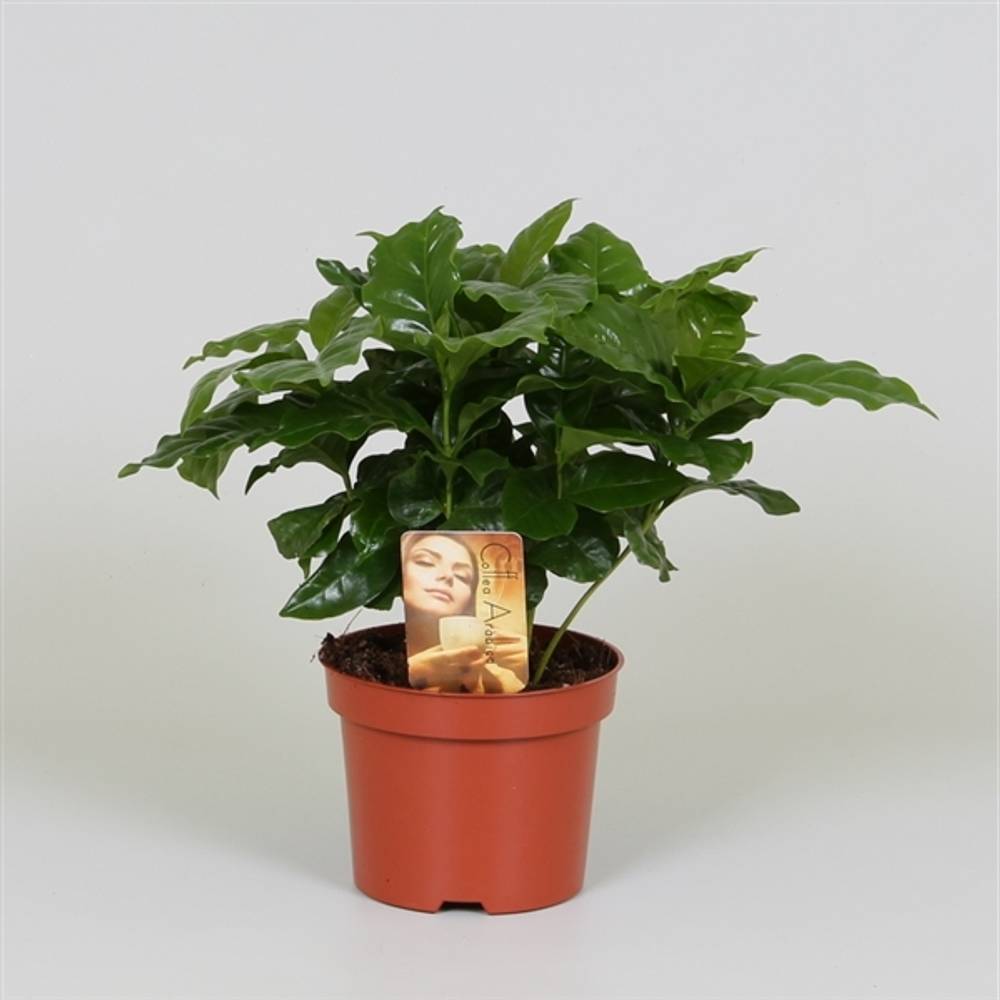 Coffea Arabica   T12 H25