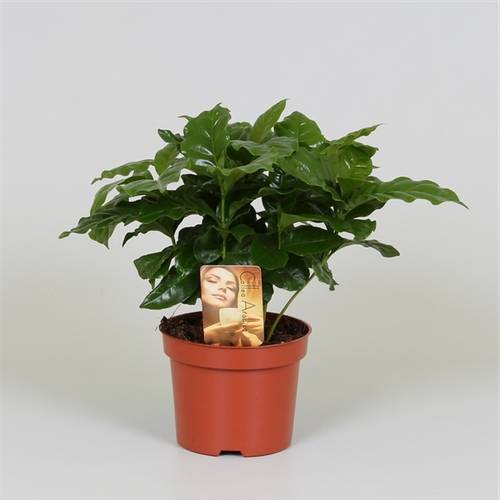 Coffea Arabica   T12 H25
