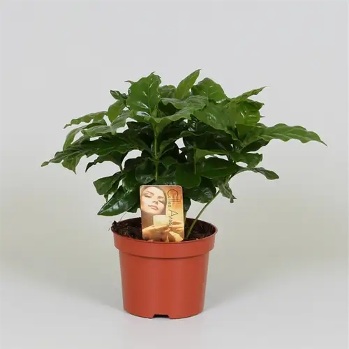 Coffea Arabica   T12 H25