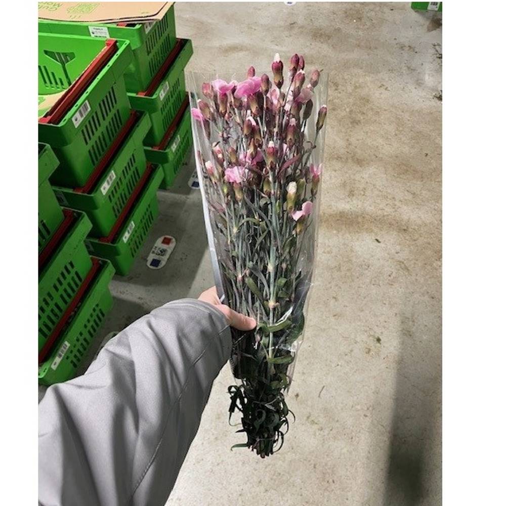 Mininelke rosa Mistery gezogen 60cm