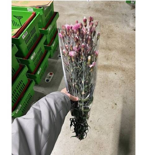 Mininelke rosa Mistery gezogen 60cm